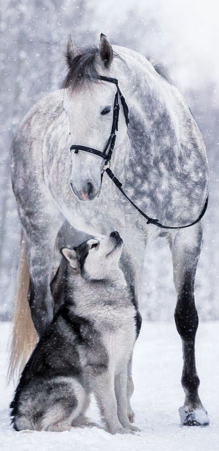 whait animals