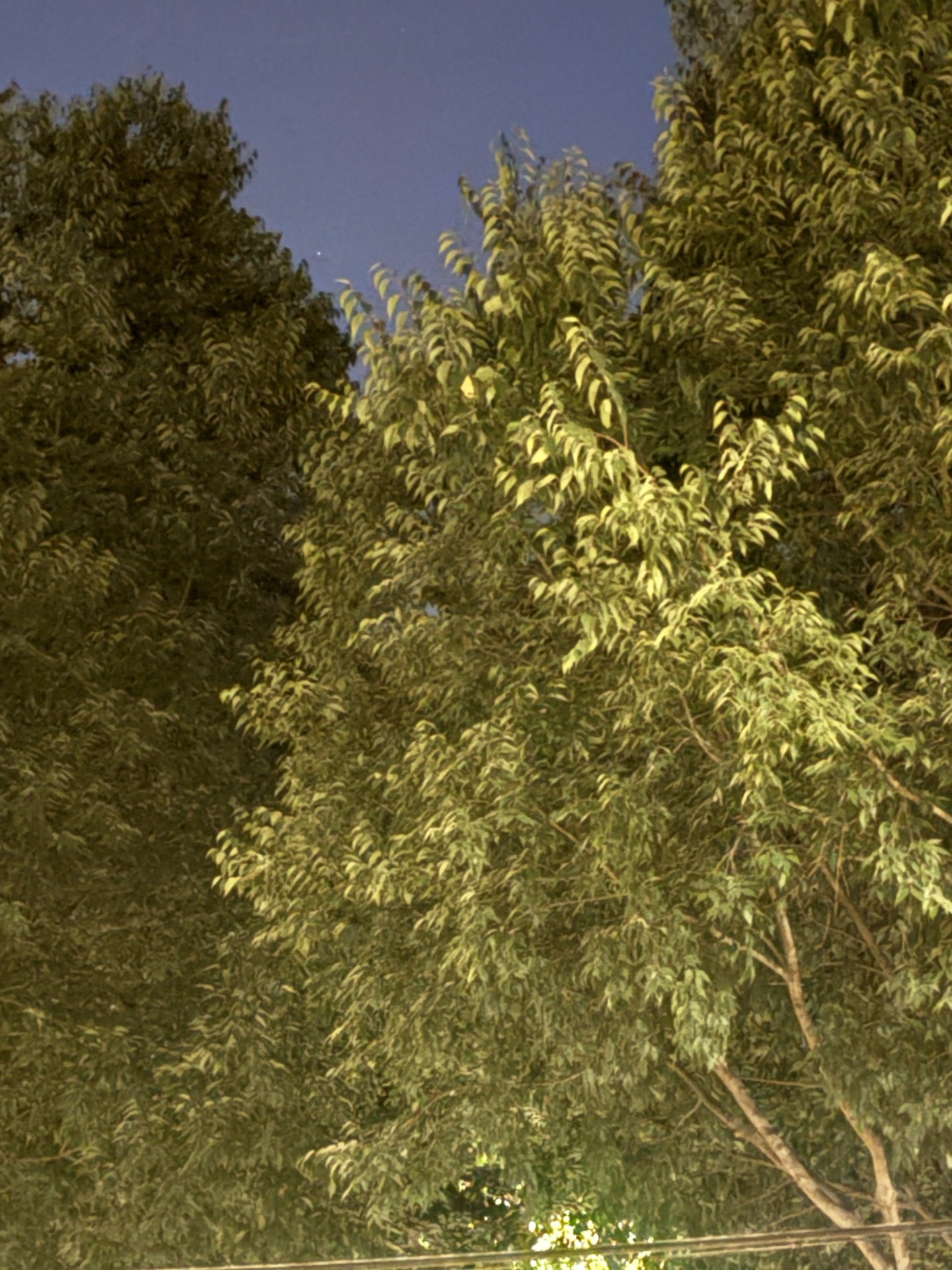 רקעים vegetation, sunlight