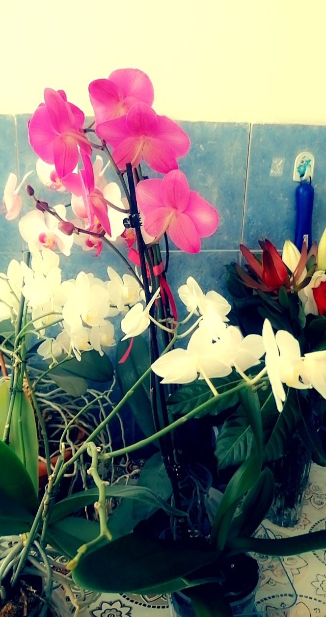 orchid