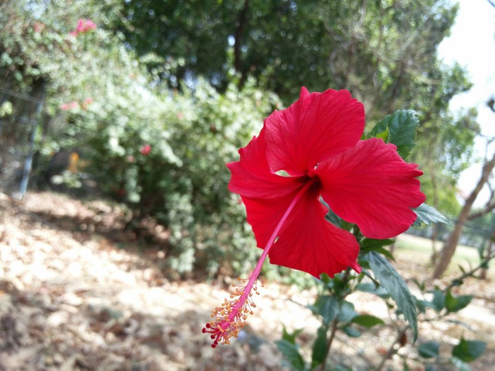 flower