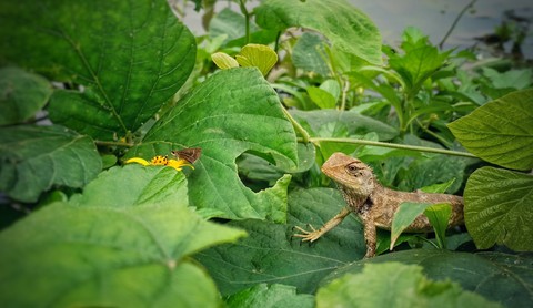 Chameleon
