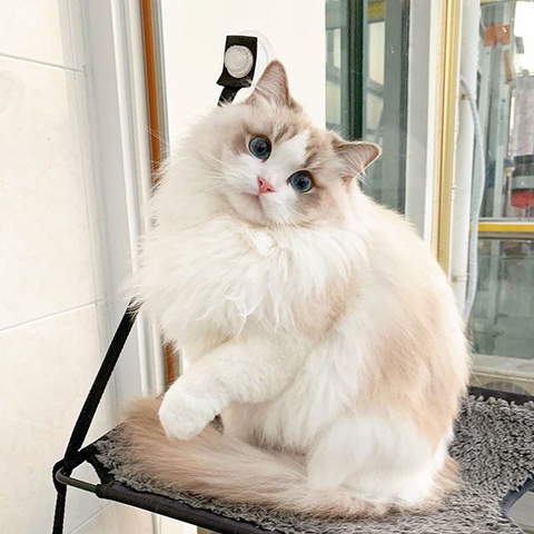 #CAT *_*