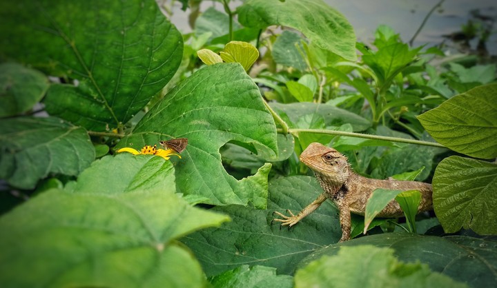 Chameleon