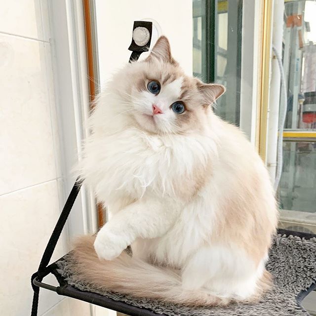 #CAT *_*