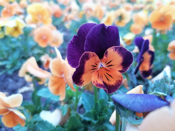 #flower