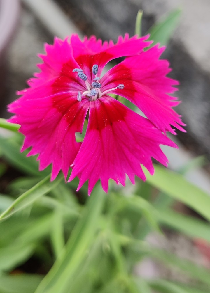 Dianthus Flower❤️