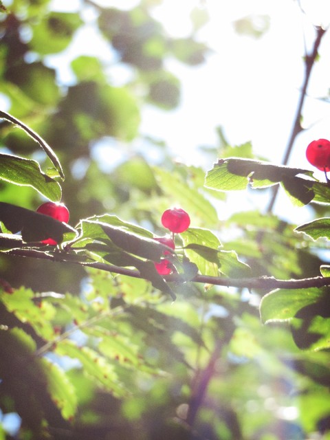 רקעים tree, sunlight