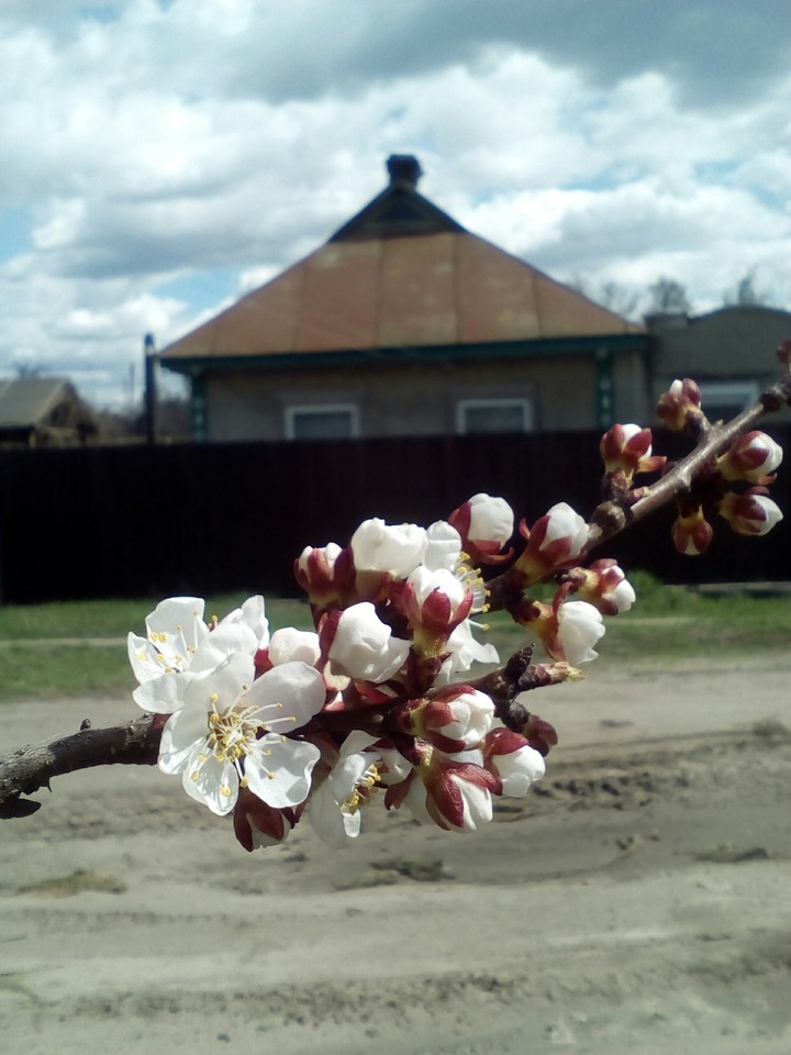 spring