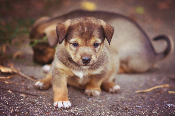 #puppy