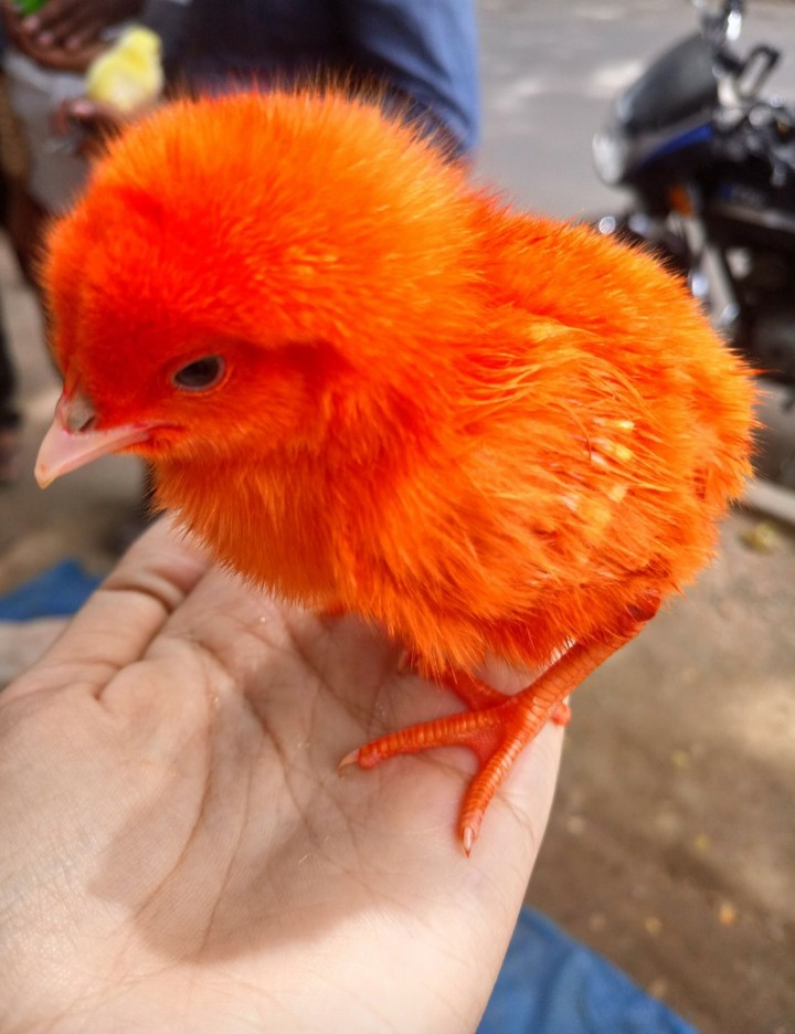chicklet