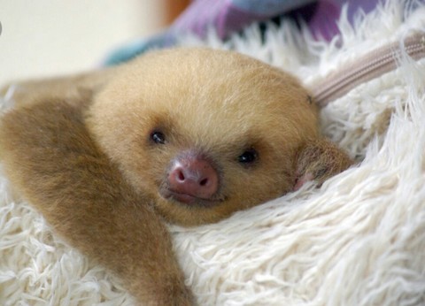 sloth