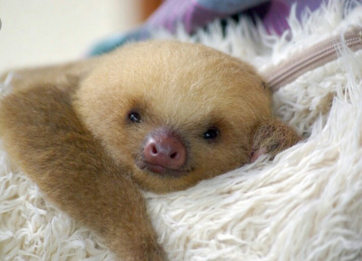 sloth