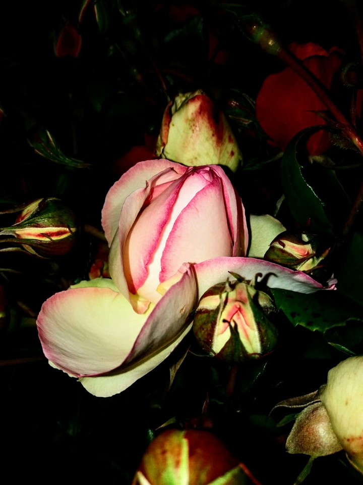 Rosa rosa