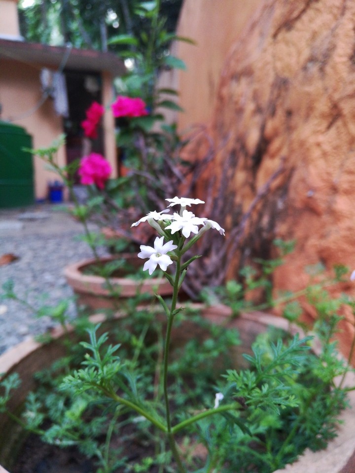 white flowers