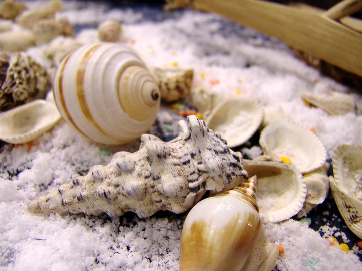 Conch Shell