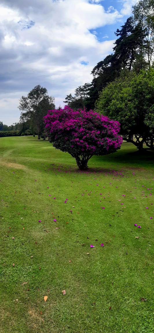 Árbol con flores