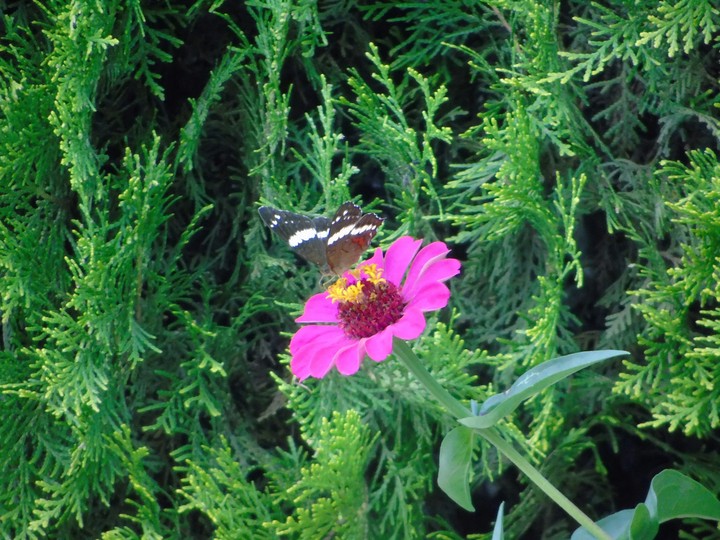 Mariposa