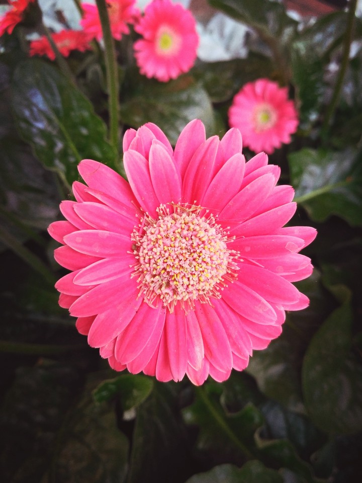 pink