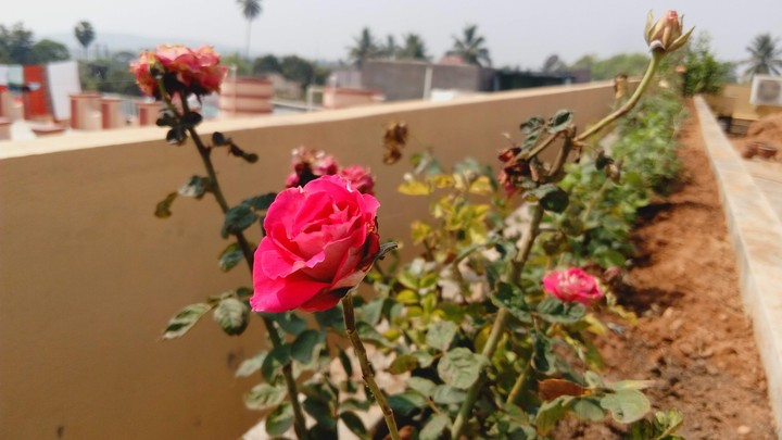 Rose