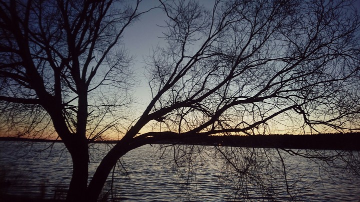 tree