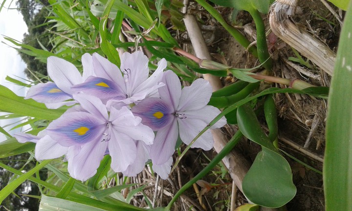 la flor del Líbano