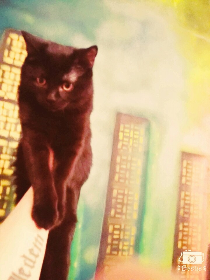 кот