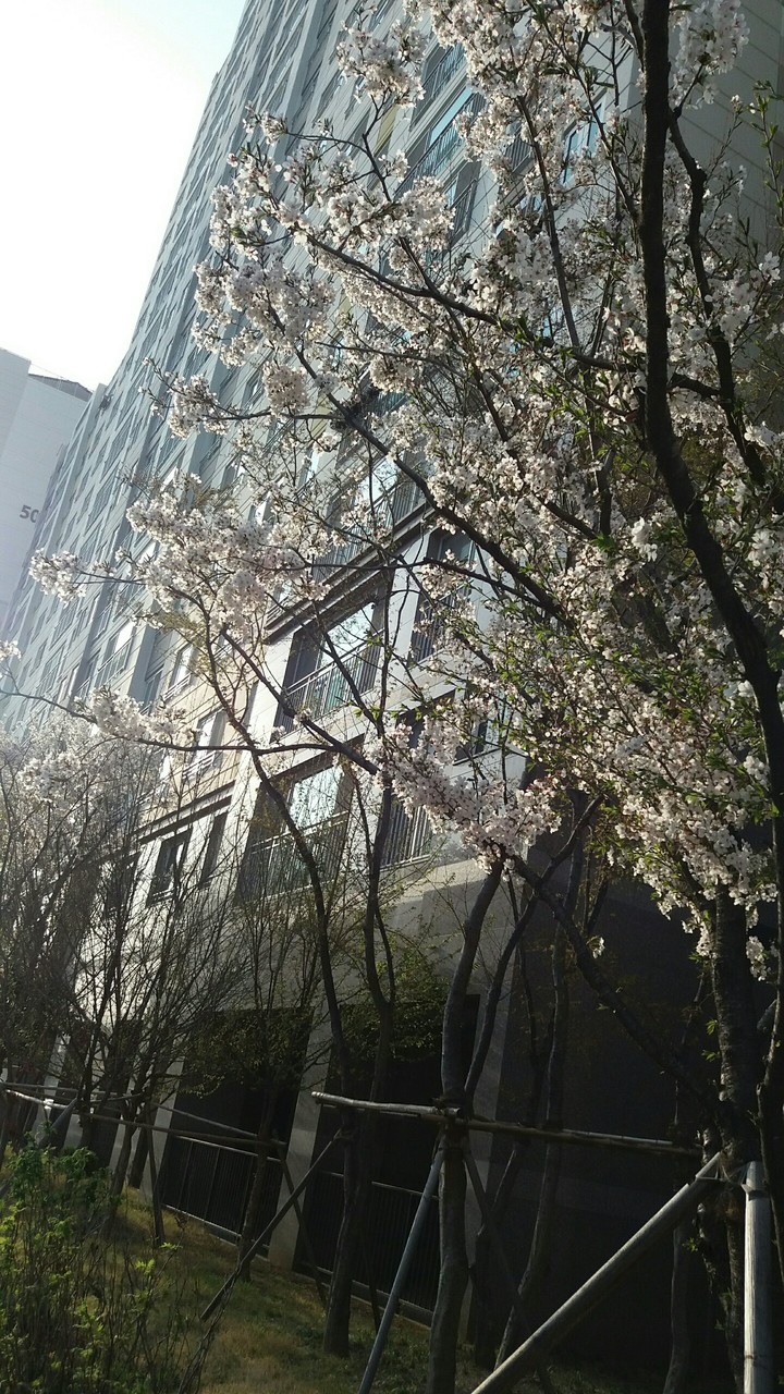 spring