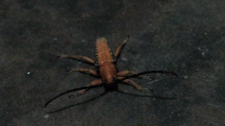 father of all insect