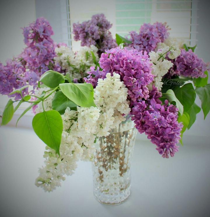 lilac