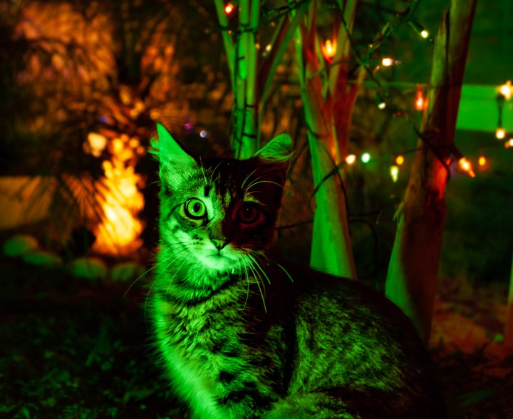 cat