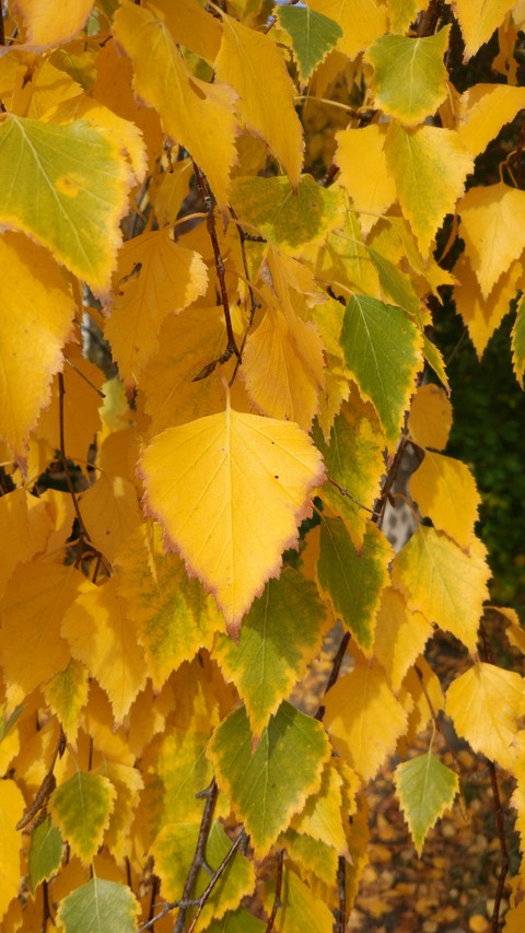 autumn colors