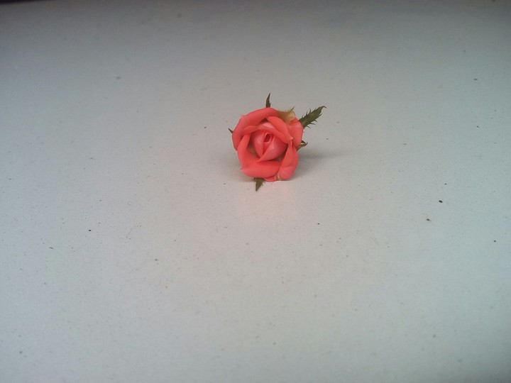 Bud