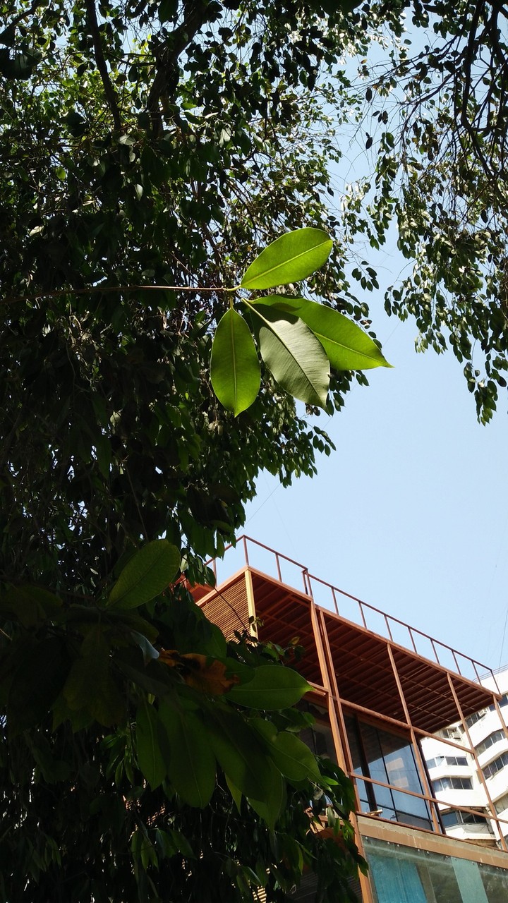 Leaves