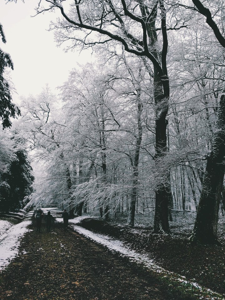 Snow Wood