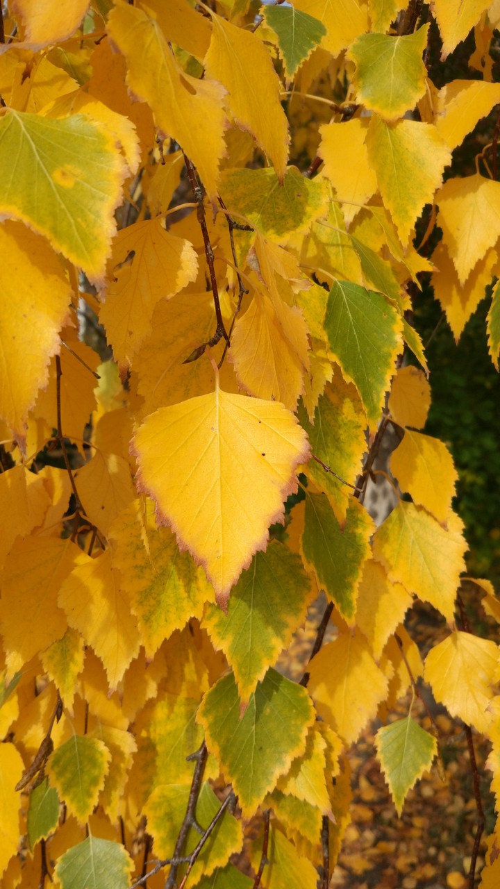 autumn colors