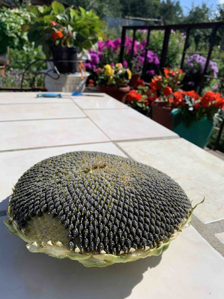 sunflower