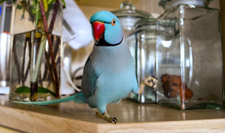 ringneck