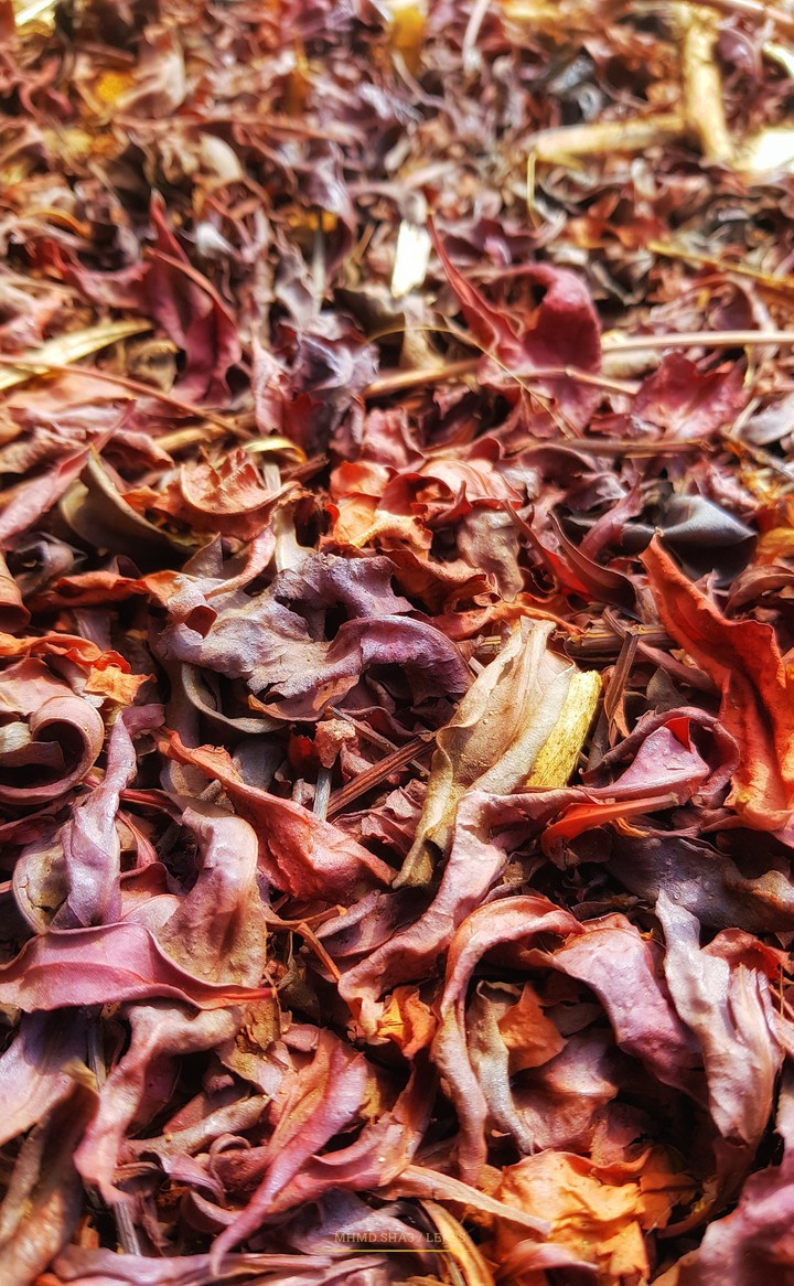leaves at Autumn