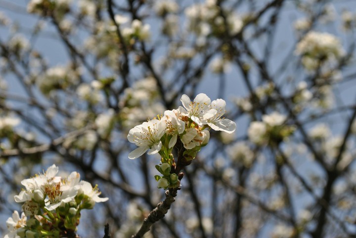Fiori di ciliegio  