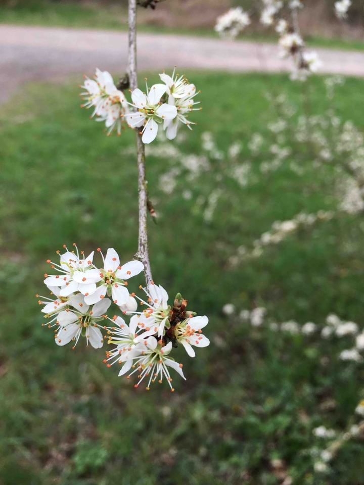 blooms