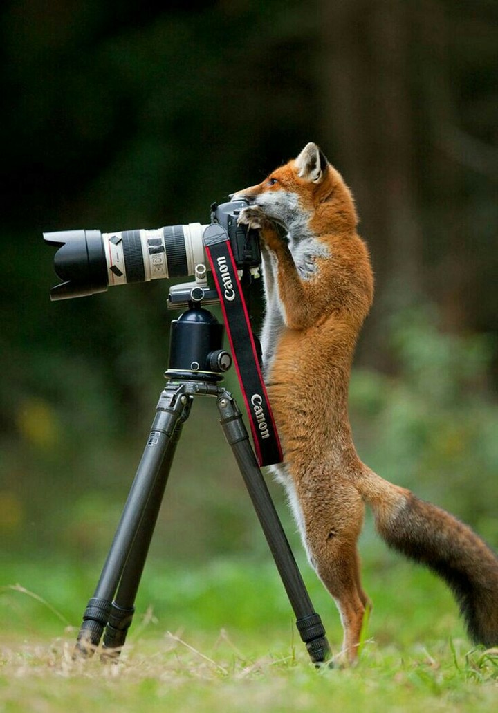 fox