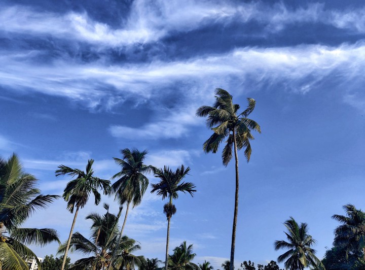 blue sky... green trees