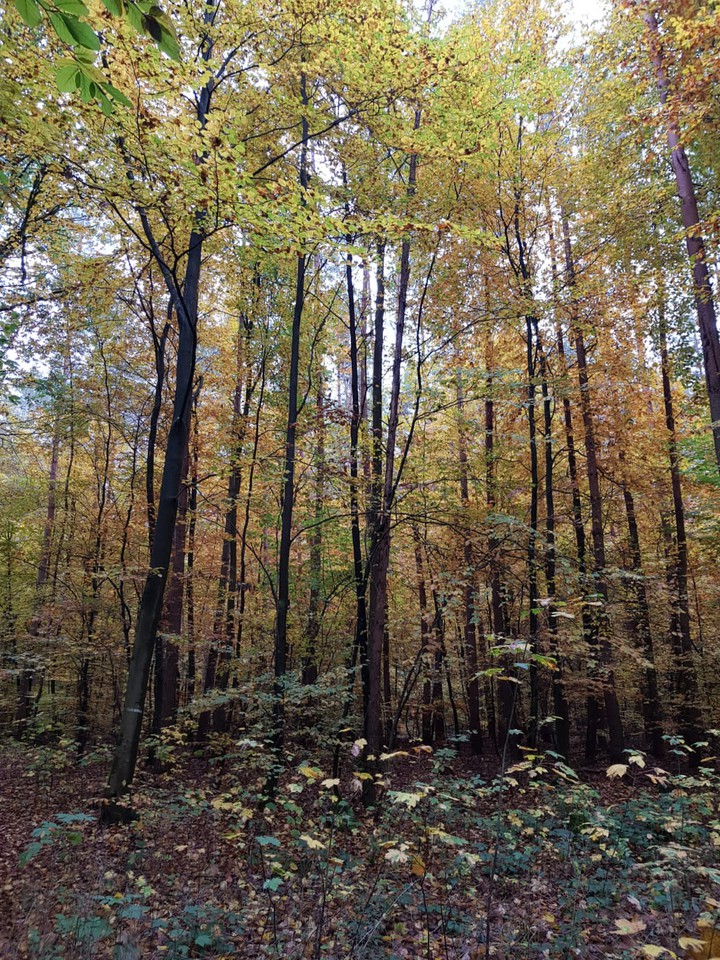 Trees