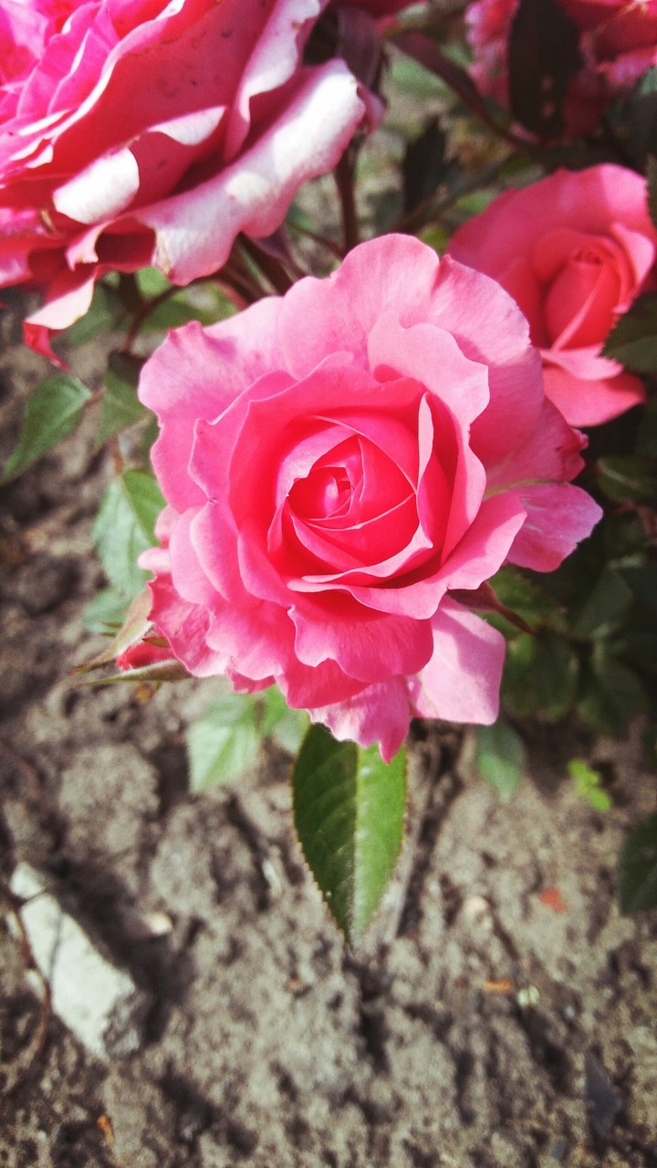 Rose