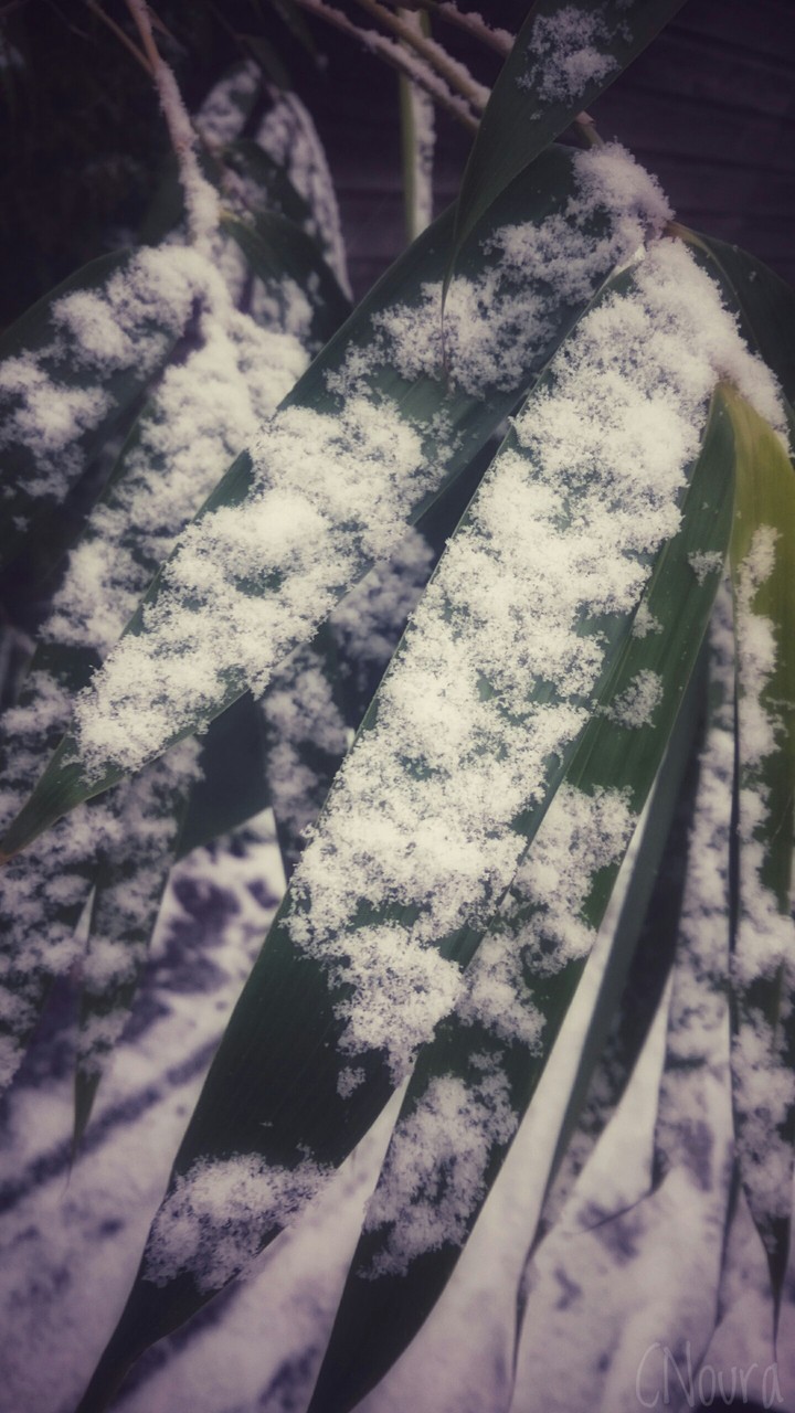 snow