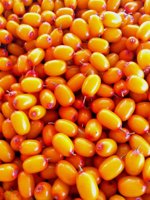 sea buckthorn