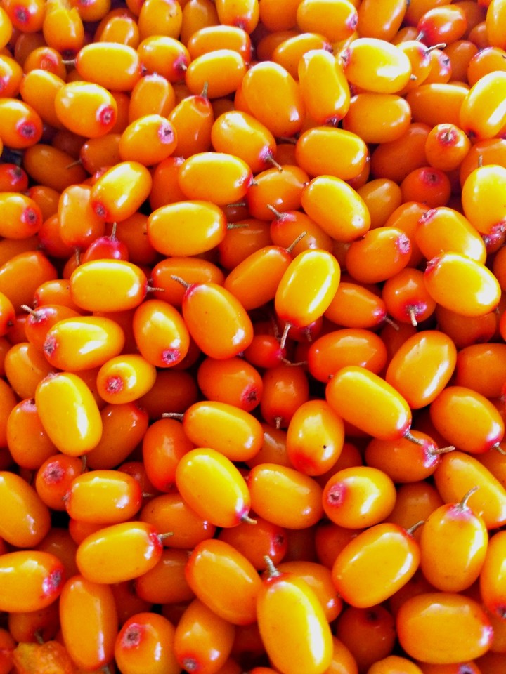 sea ​​buckthorn
