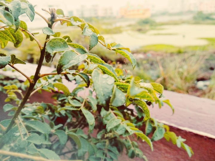 morning drizzle makes u more energetic