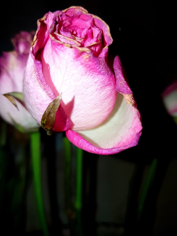 rose