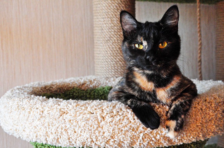My cat